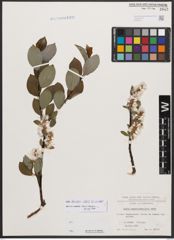 Salix bicolor Ehrh. ex Willd.